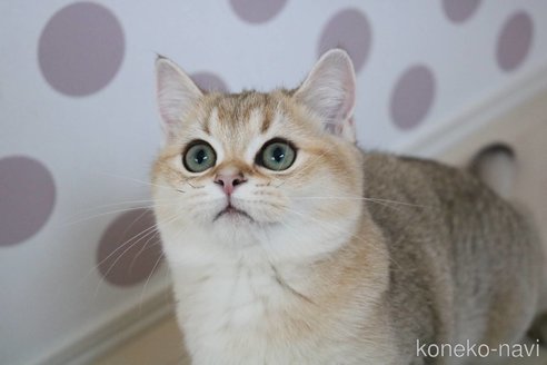 成約済の愛知県のスコティッシュストレート-86862の4枚目