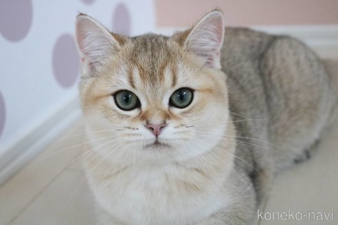 成約済の愛知県のスコティッシュストレート-86862の5枚目