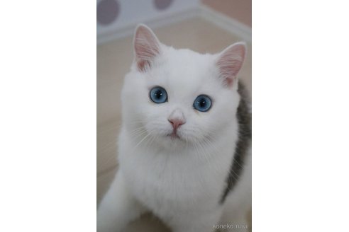成約済の愛知県のスコティッシュストレート-83960の3枚目
