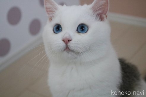 成約済の愛知県のスコティッシュストレート-83960の4枚目