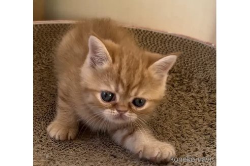 成約済の千葉県のエキゾチックショートヘア-93722の3枚目
