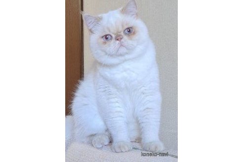 シンバくん1枚目