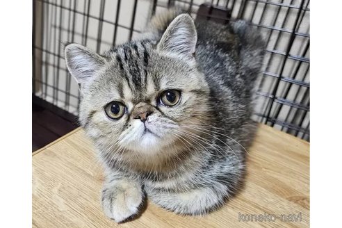 成約済の千葉県のエキゾチックショートヘア-93725の1枚目