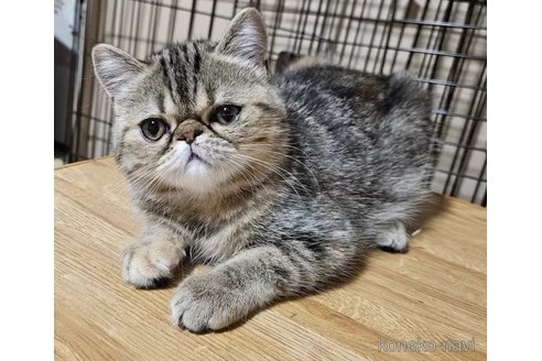 成約済の千葉県のエキゾチックショートヘア-93725の3枚目