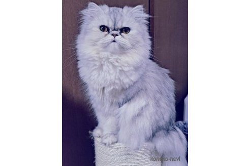 ののエキゾチックショートヘア-