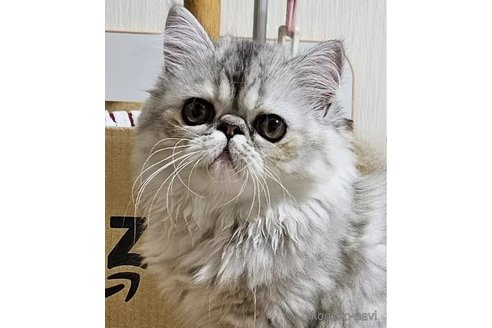 成約済の千葉県のエキゾチックショートヘア-93728の4枚目