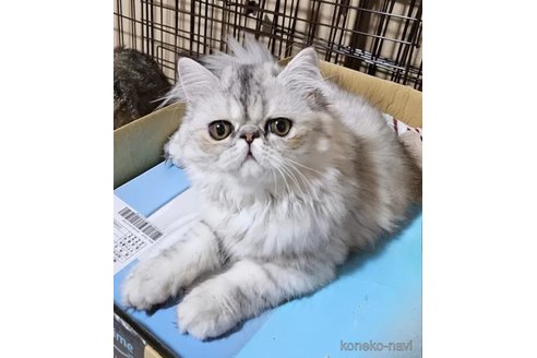 成約済の千葉県のエキゾチックショートヘア-93728の5枚目