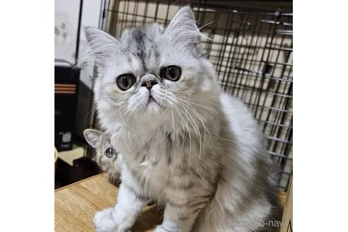 成約済の千葉県のエキゾチックショートヘア-93728の2枚目