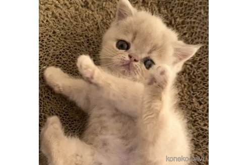 成約済の千葉県のエキゾチックショートヘア-93729の1枚目