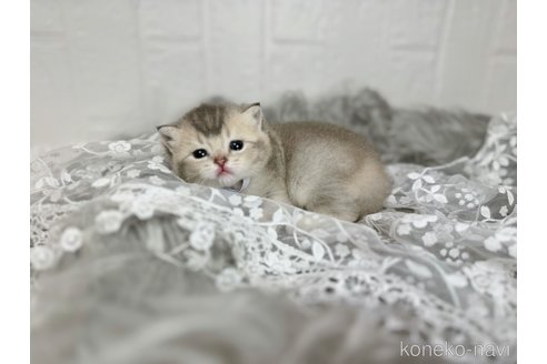 成約済の北海道のスコティッシュフォールド-93734の3枚目
