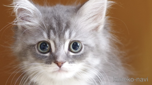 成約済の埼玉県のサイベリアン-91279の3枚目