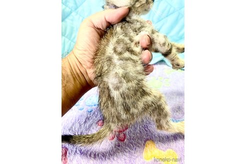成約済の静岡県のベンガル-93749の37枚目