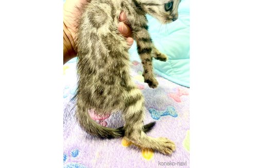 成約済の東京都のベンガル-91542の37枚目