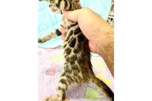 成約済の静岡県のベンガル-93751の33枚目