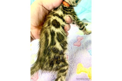 成約済の静岡県のベンガル-93751の32枚目