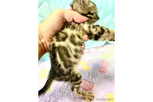 成約済の静岡県のベンガル-93752の33枚目