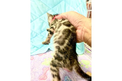 成約済の静岡県のベンガル-93752の32枚目