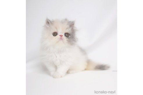 成約済の大阪府のエキゾチックショートヘア-92534の4枚目