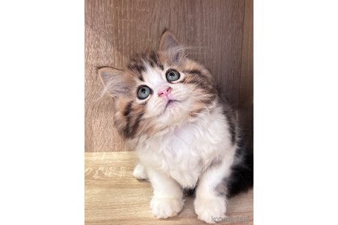 成約済の大阪府のマンチカン-92139の4枚目