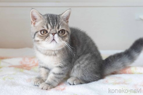 成約済の東京都のエキゾチックショートヘア-89320の8枚目