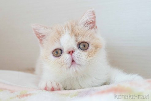成約済の東京都のエキゾチックショートヘア-90837の31枚目
