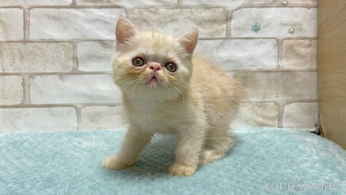 成約済の愛知県のエキゾチックショートヘア-92431の5枚目