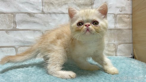 成約済の愛知県のエキゾチックショートヘア-92431の3枚目