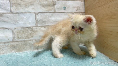 成約済の愛知県のエキゾチックショートヘア-92431の4枚目