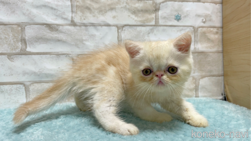 成約済の愛知県のエキゾチックショートヘア-92431の2枚目