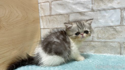 成約済の愛知県のエキゾチックショートヘア-93012の2枚目
