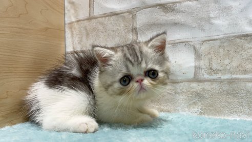 成約済の愛知県のエキゾチックショートヘア-93012の3枚目