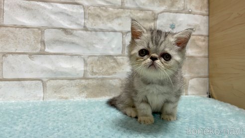 成約済の愛知県のエキゾチックショートヘア-92437の4枚目