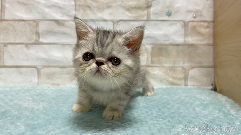 成約済の愛知県のエキゾチックショートヘア-92437の5枚目