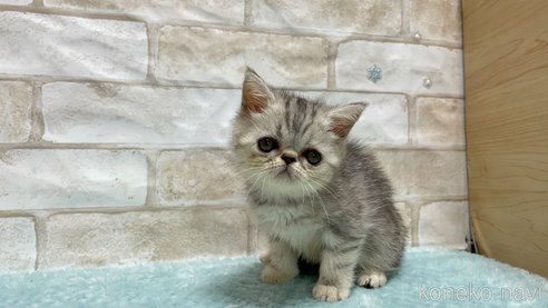 成約済の愛知県のエキゾチックショートヘア-92437の2枚目