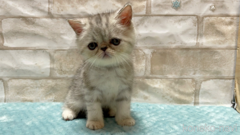 成約済の愛知県のエキゾチックショートヘア-92437の1枚目