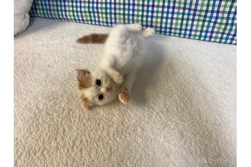 成約済の大阪府のスコティッシュフォールド-93788の2枚目