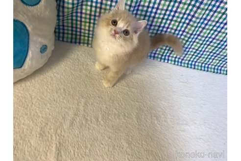 成約済の大阪府のマンチカン-93789の5枚目