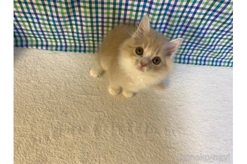 成約済の大阪府のマンチカン-93789の4枚目