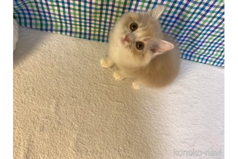 成約済の大阪府のマンチカン-93789の2枚目