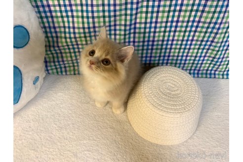成約済の大阪府のマンチカン-93789の3枚目