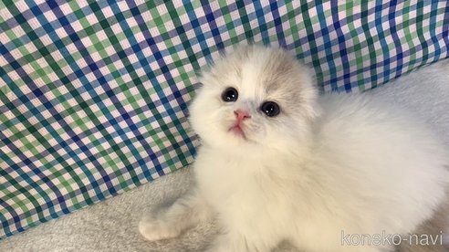 成約済の大阪府のスコティッシュフォールド-93790の4枚目