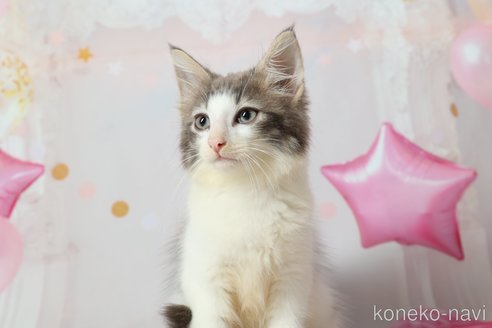 成約済の東京都のノルウェージャンフォレストキャット-90078の2枚目