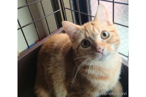 成約済の兵庫県のマンチカン-90668の1枚目