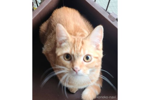 成約済の兵庫県のマンチカン-90668の2枚目