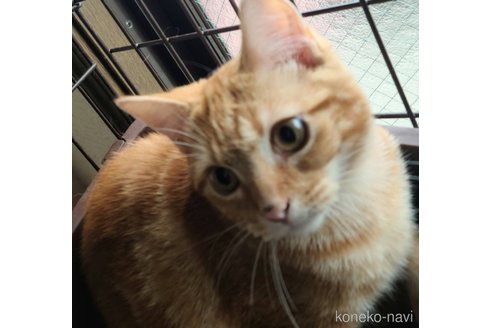 成約済の兵庫県のマンチカン-90668の5枚目