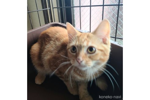 成約済の兵庫県のマンチカン-90668の3枚目