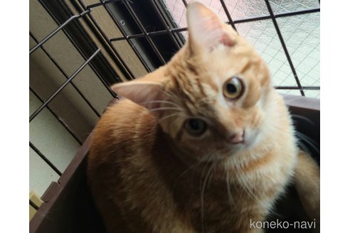 成約済の兵庫県のマンチカン-90668の6枚目