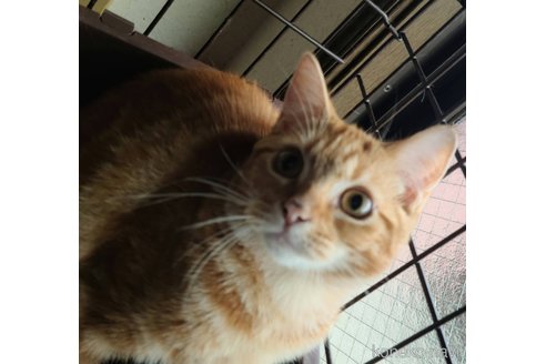 成約済の兵庫県のマンチカン-90668の4枚目