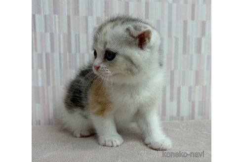 成約済の千葉県のスコティッシュフォールド(折れ耳)-93806の3枚目