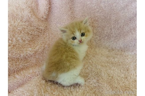成約済の三重県のスコティッシュフォールド-93830の3枚目